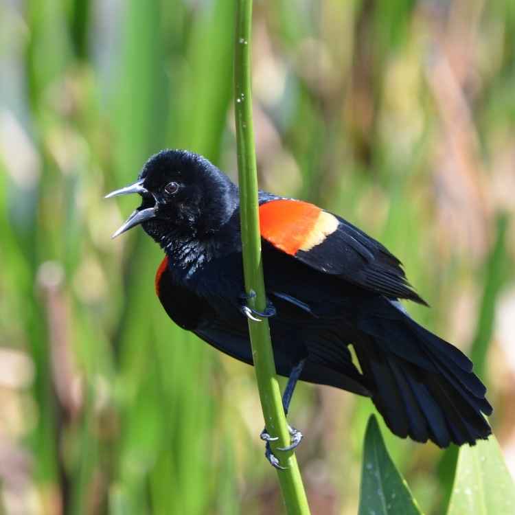 totem red-winged blackbird