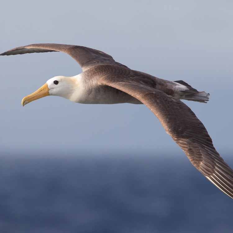 Albatross in flight Seagull vs Albatross - Differences, Similarities And The Best Of