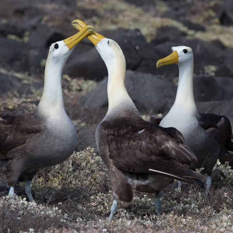 Albatross Seagull vs Albatross - Differences, Similarities And The Best Of