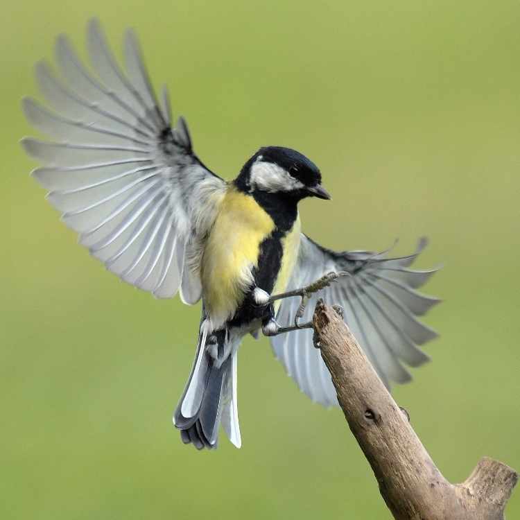 Great Tit wings