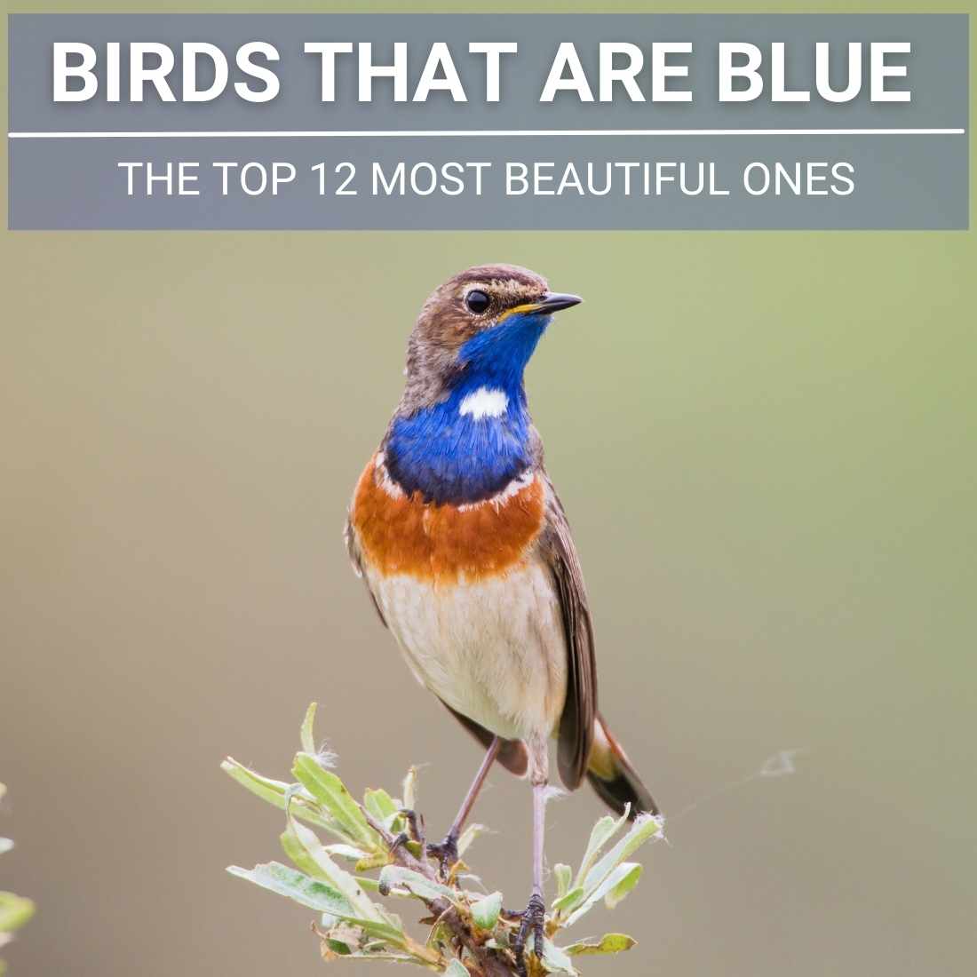 Birds That Are Blue