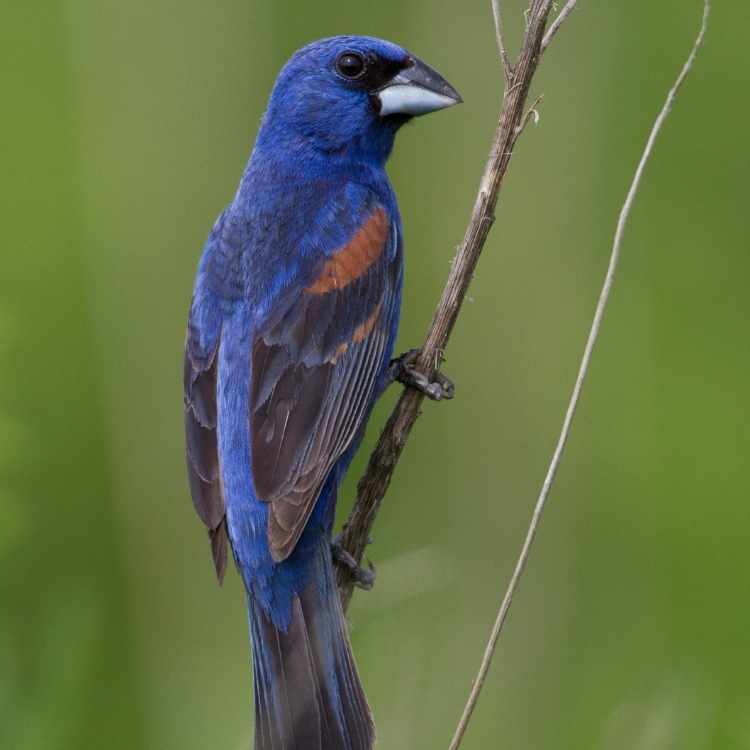 Blue Grosbeak