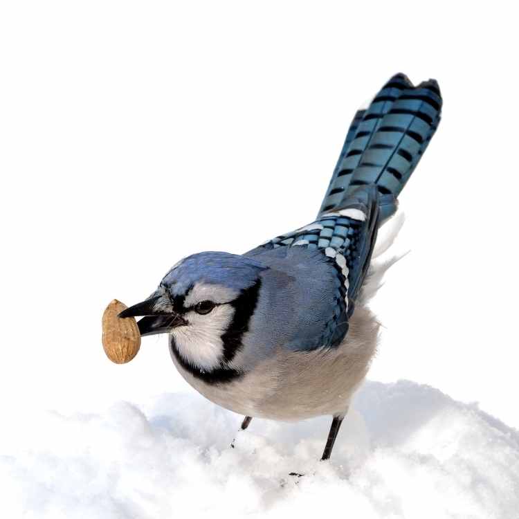 Blue Jay snow