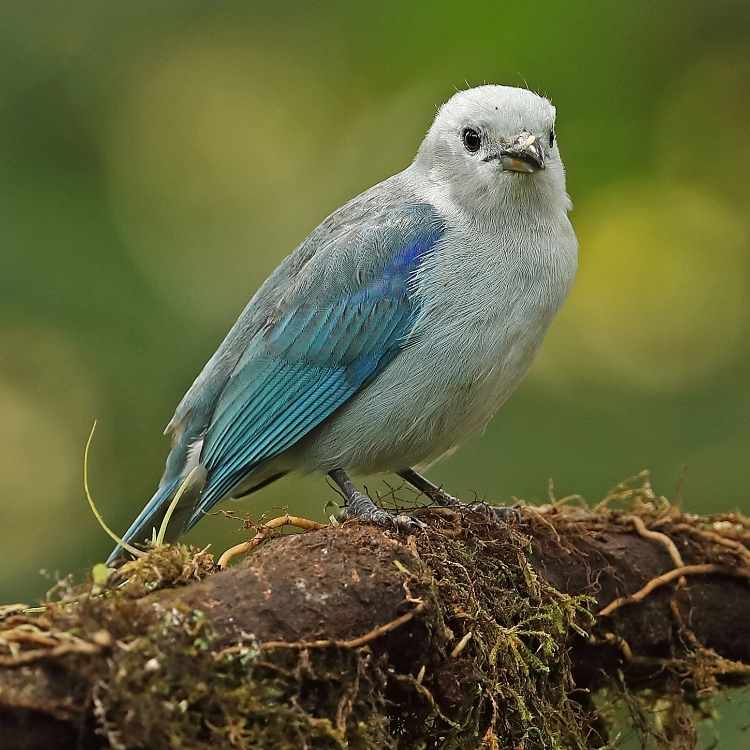 Blue-gray Tanager