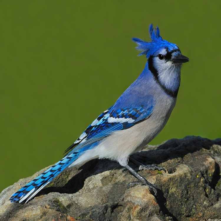 Pretty Blue Jay