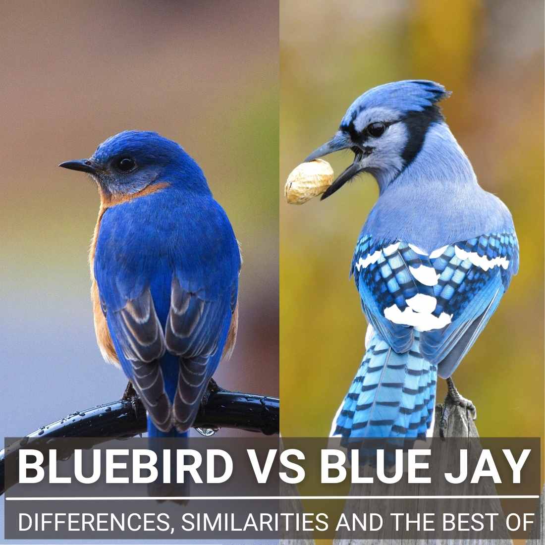 Bluebird Vs Blue Jay