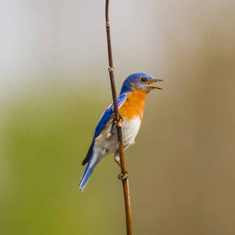 Bluebird on stick