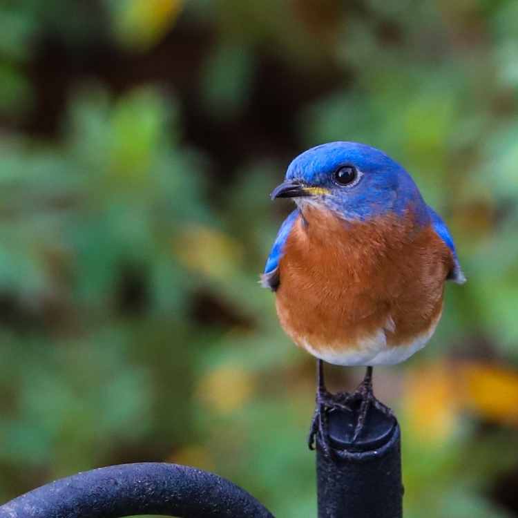 Bluebird pretty