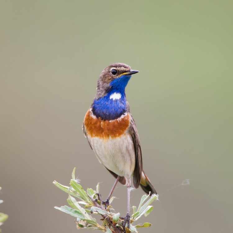 Bluethroat Birds That Are Blue - The Top 12 Most Beautiful Ones