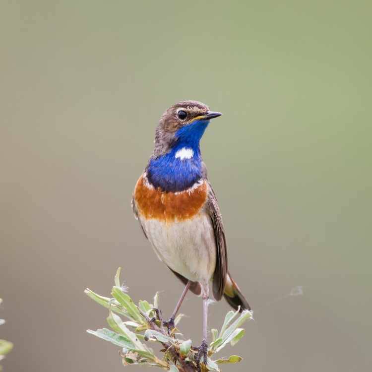 Bluethroat Birds That Are Blue - The Top 12 Most Beautiful Ones