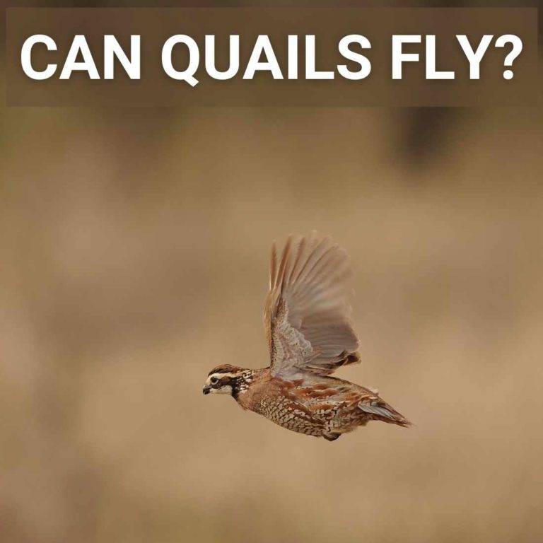 Can Quails Fly - Read All About It