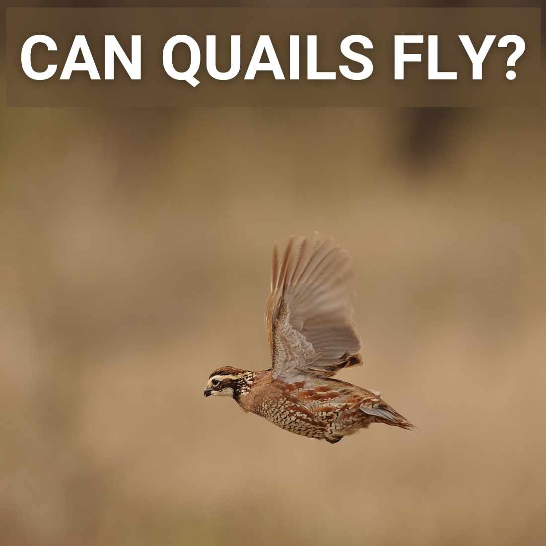Can Quails Fly