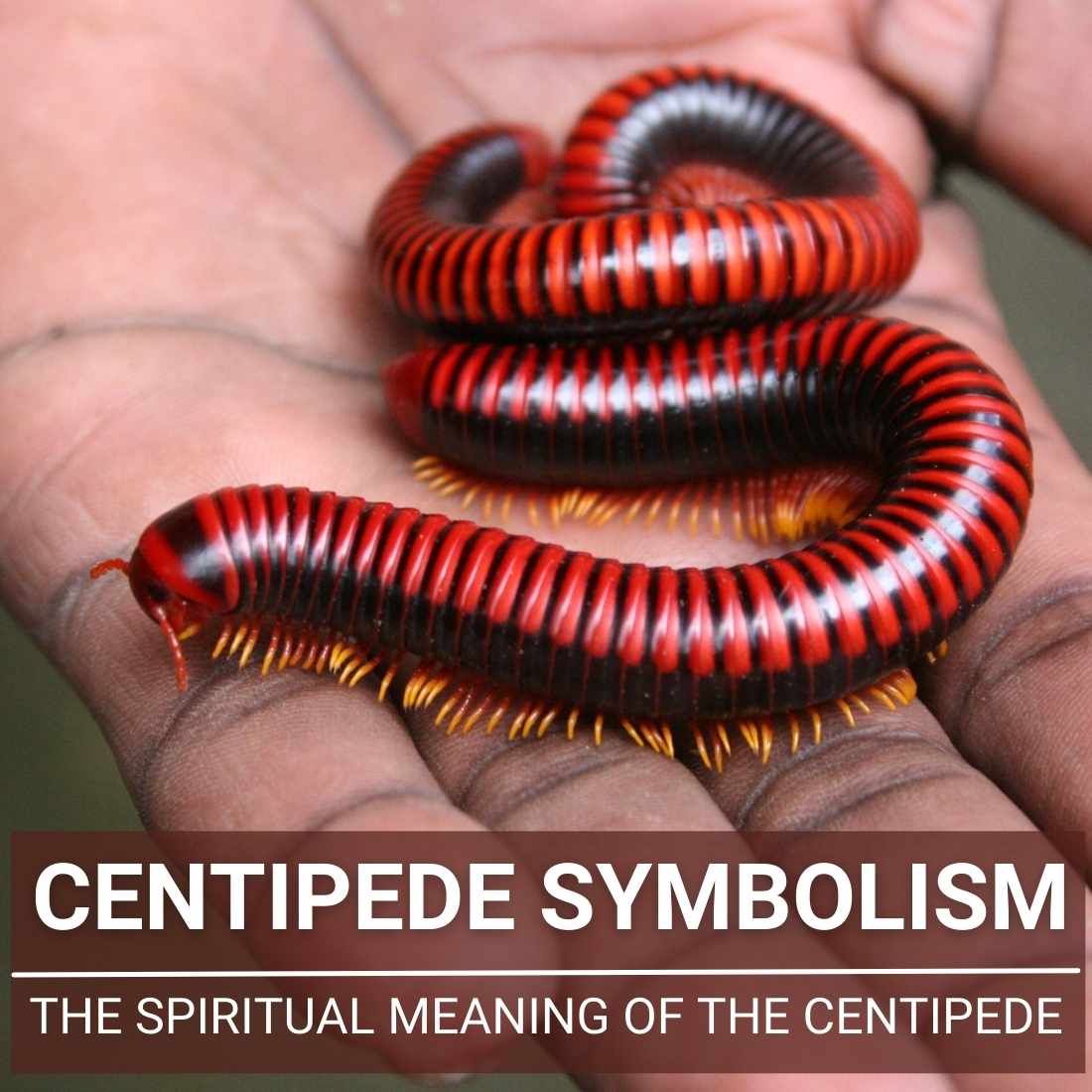 Centipede Symbolism
