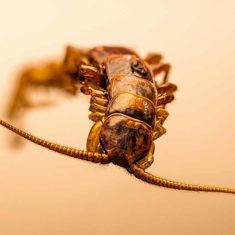 Centipede as totem