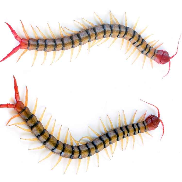 Centipede spiritual meaning