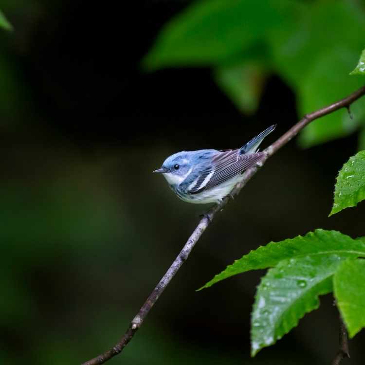 Cerulean Warbler