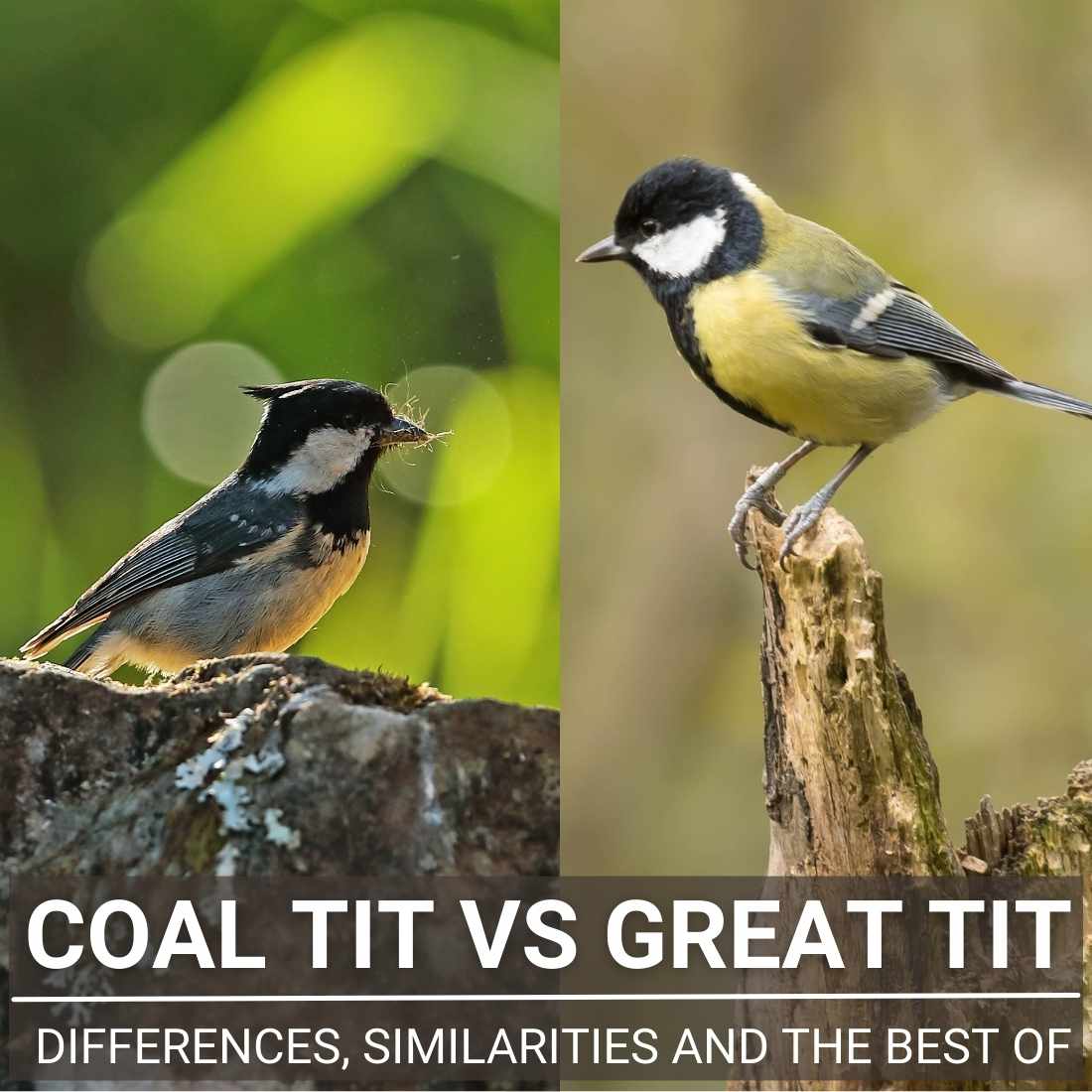 Coal Tit Vs Great Tit