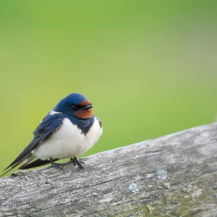 Common House-Martin