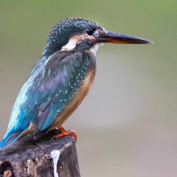 Common Kingfisher