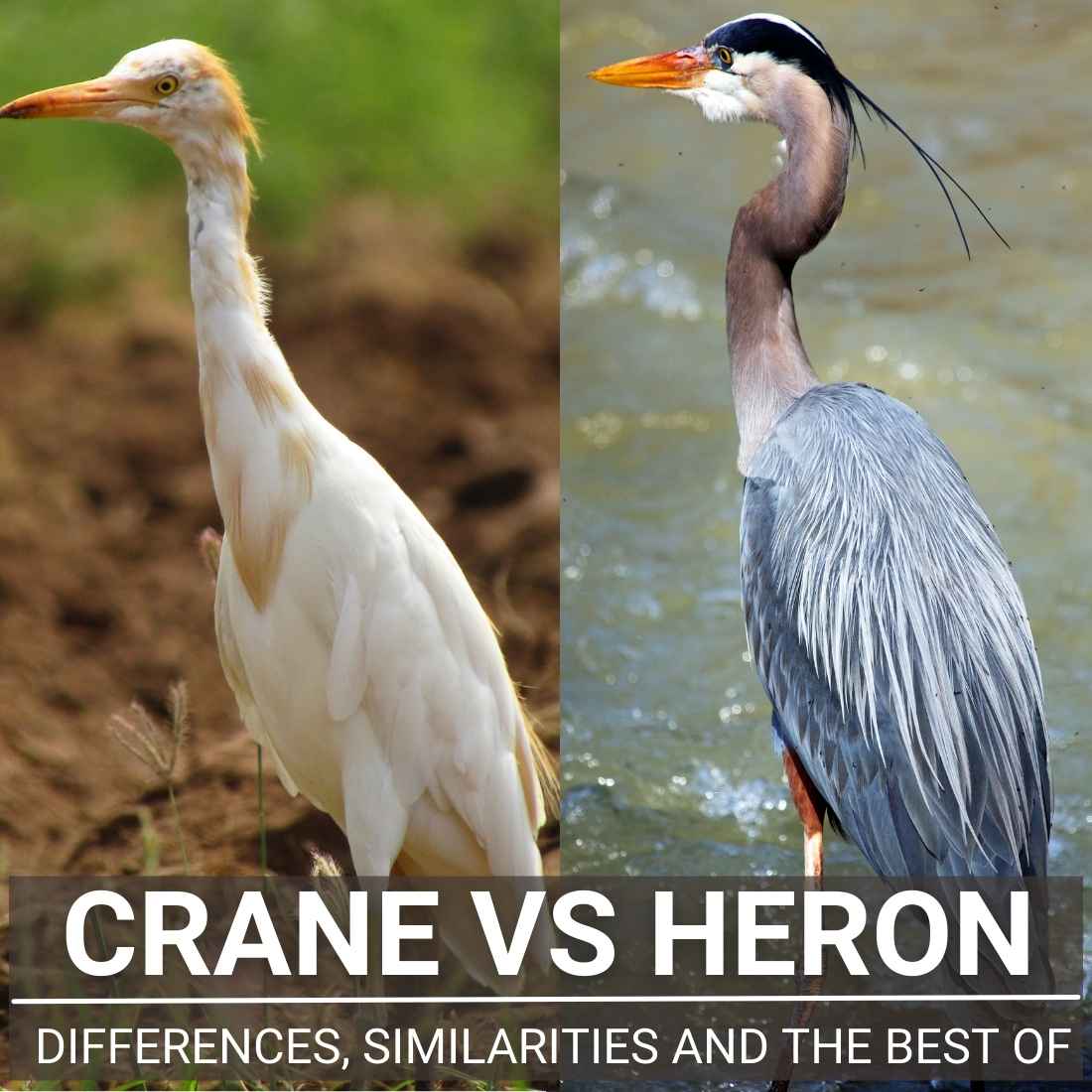 Crane Vs Heron