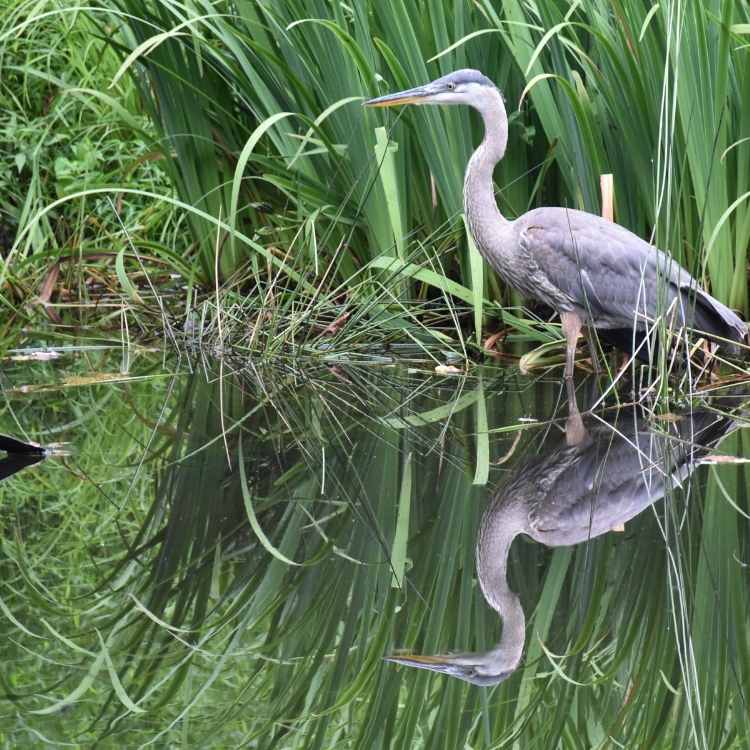 Crane bird water Stork vs Crane - Differences And Similarities Between These Majestic Birds