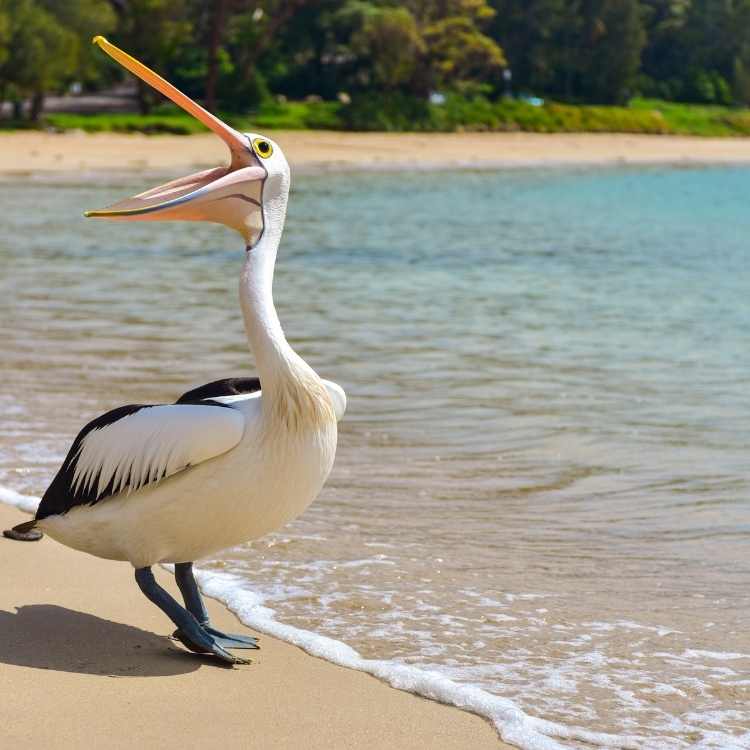 Differences stork pelican