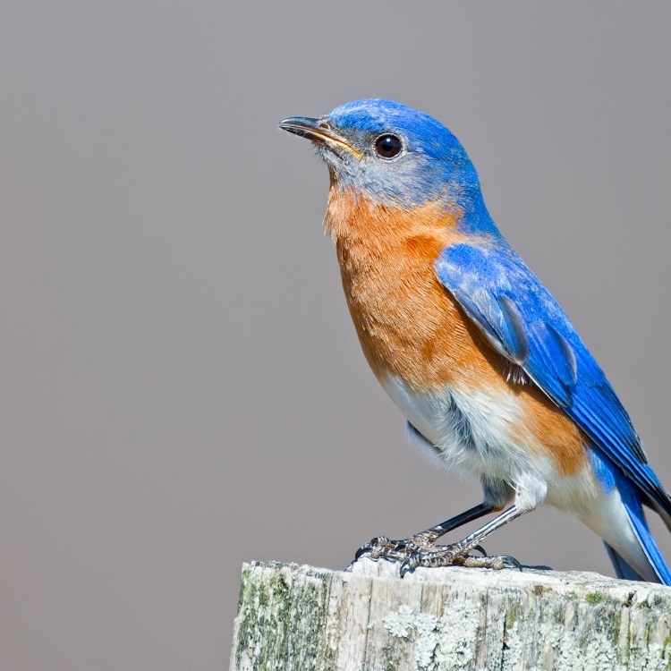 Eastern bluebird