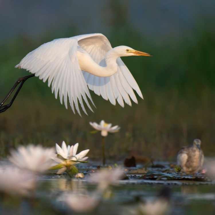 Egret Totem Animal