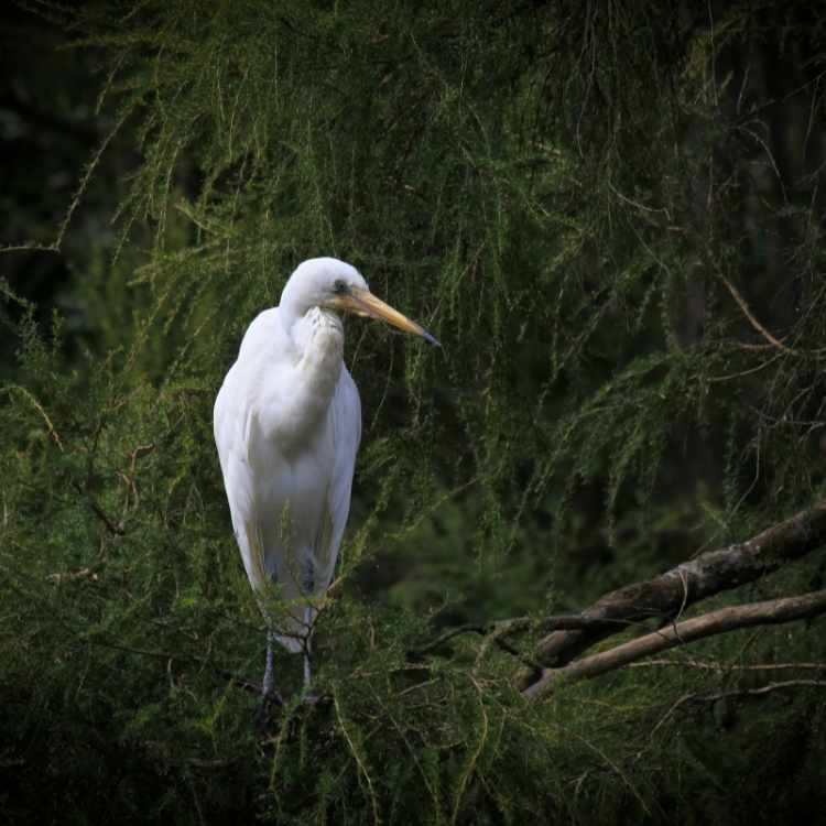 Egret spiritual meaning Egret Symbolism: The Powerful Message of the Egret - A Symbol of Grace and Purity