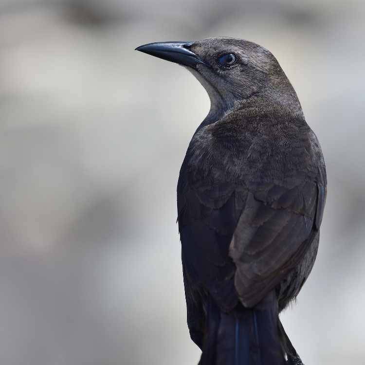 Female Grackle Bird