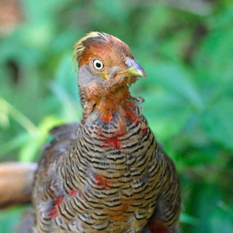 Female Pheasant Quail vs Pheasant - The Differences And Similarities