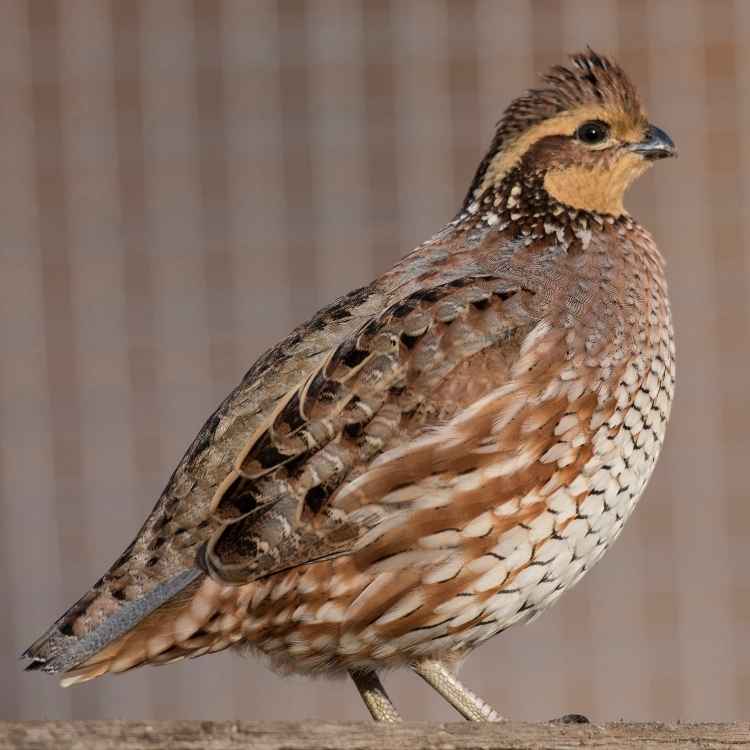 Female Quail