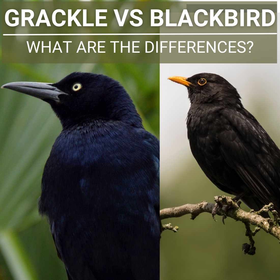 Grackle Vs Blackbird