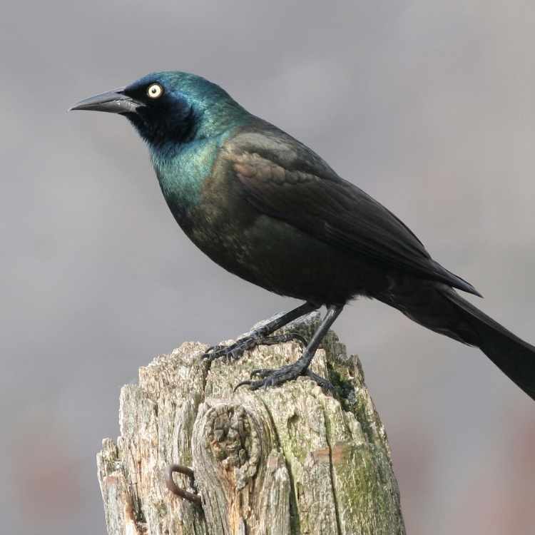 Grackle Grackle vs Blackbird - What Are the Differences?