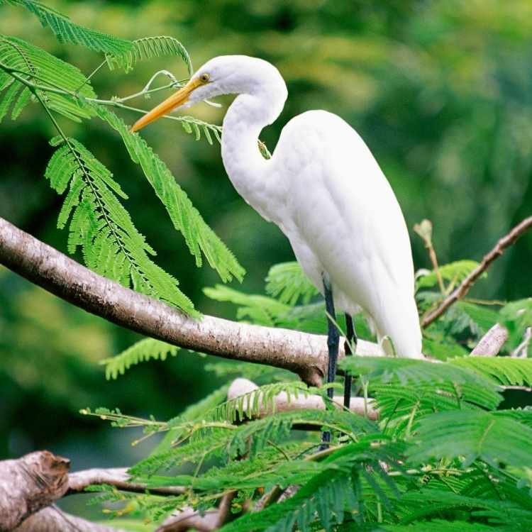 Great Egret Symbolism Egret Symbolism: The Powerful Message of the Egret - A Symbol of Grace and Purity