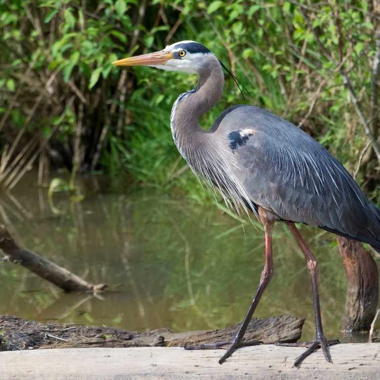 Great blue heron