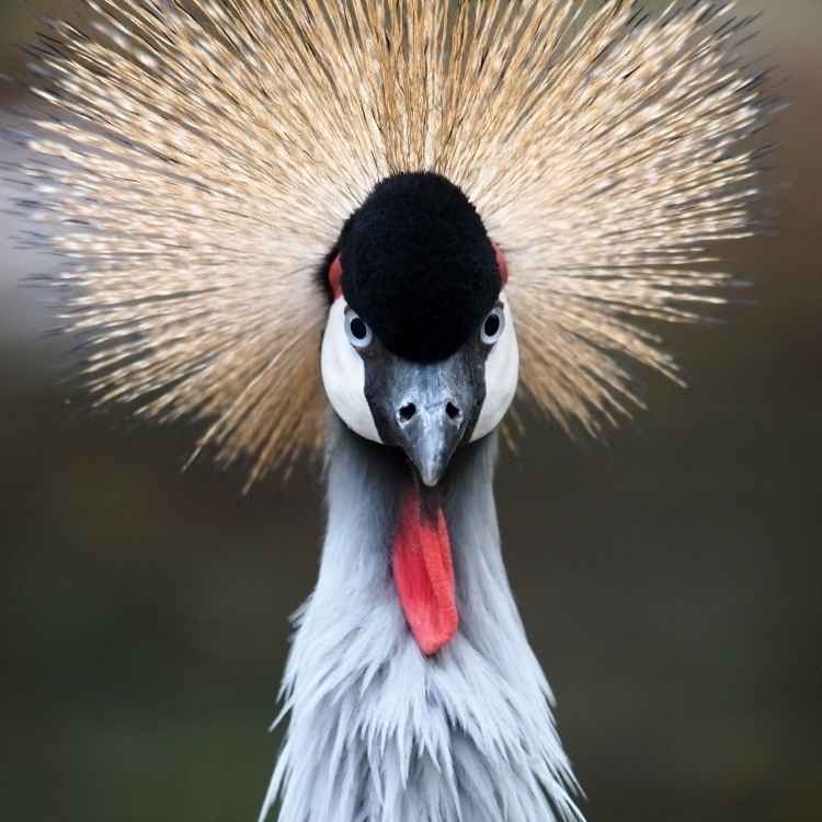 Grey-crowned crane