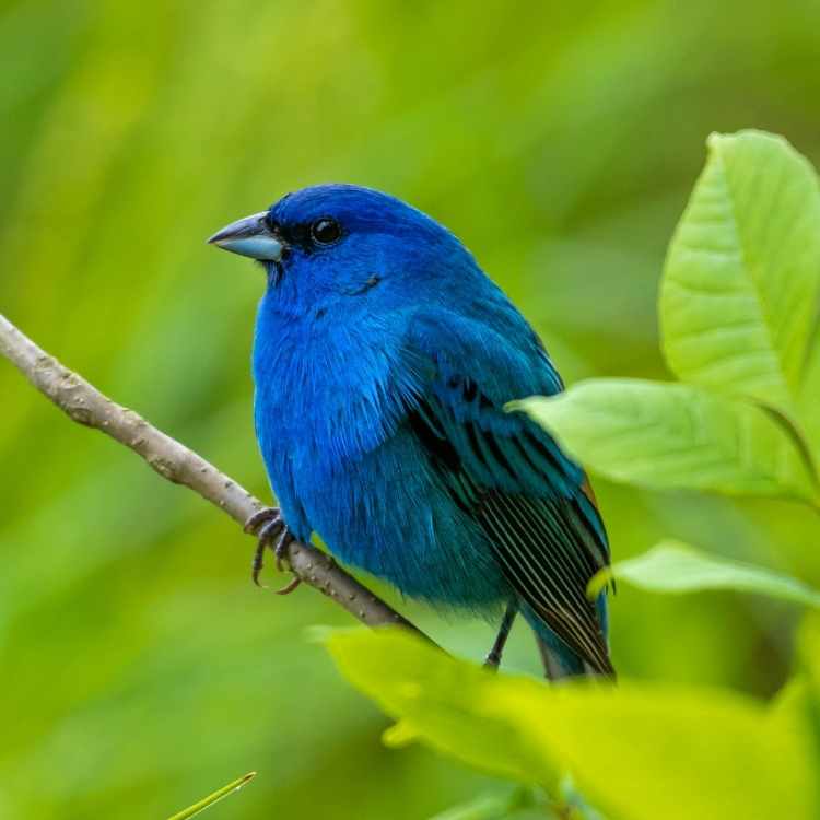 Indigo Bunting Birds That Are Blue - The Top 12 Most Beautiful Ones