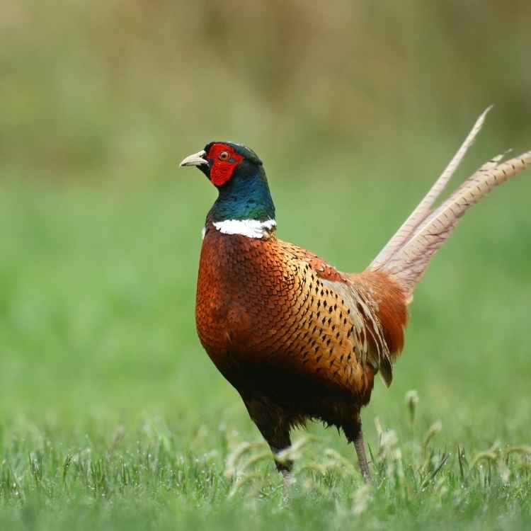 male Pheasant