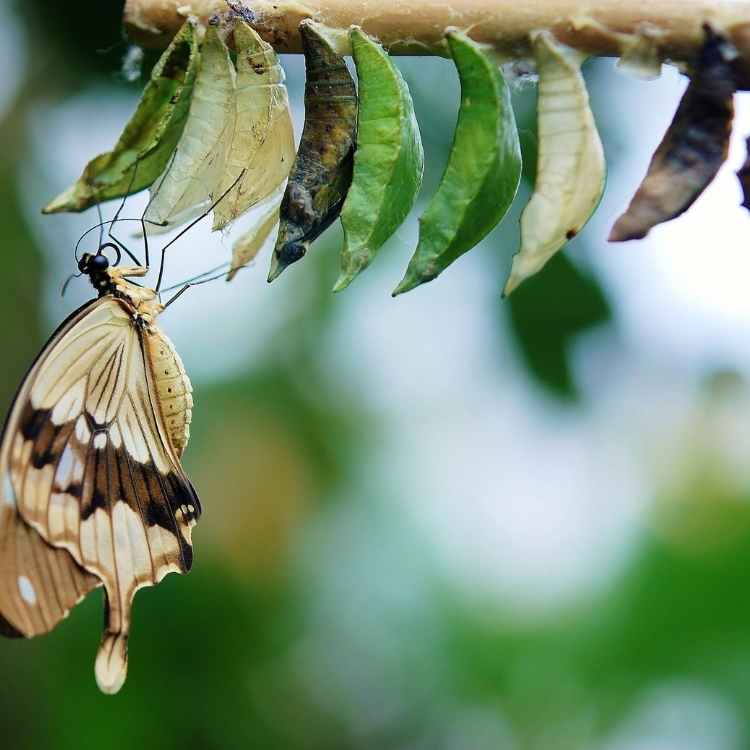 Metamorphosis-caterpillar