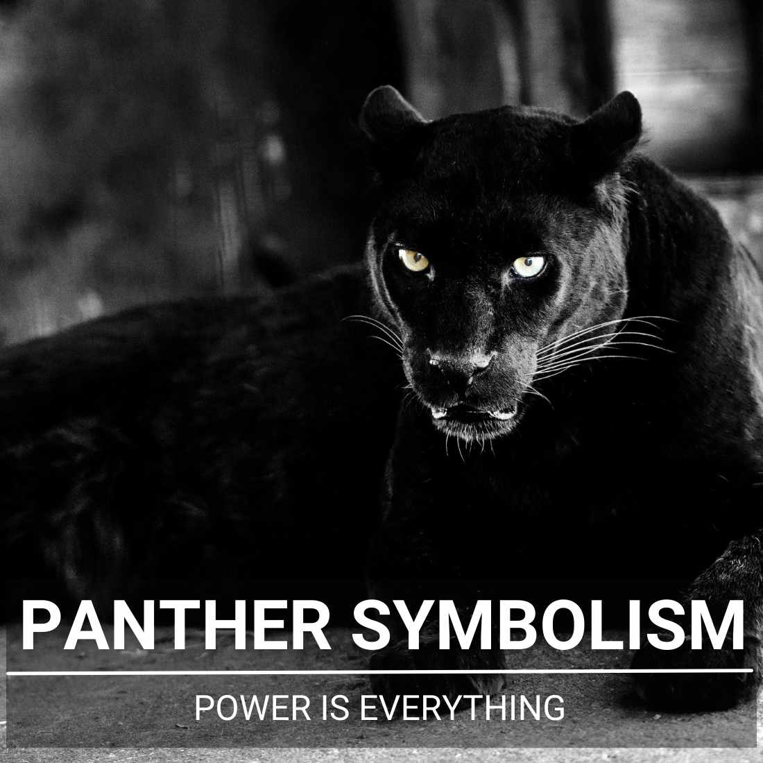 Panther Symbolism Panther Symbolism: Unlock Its Transformative Power