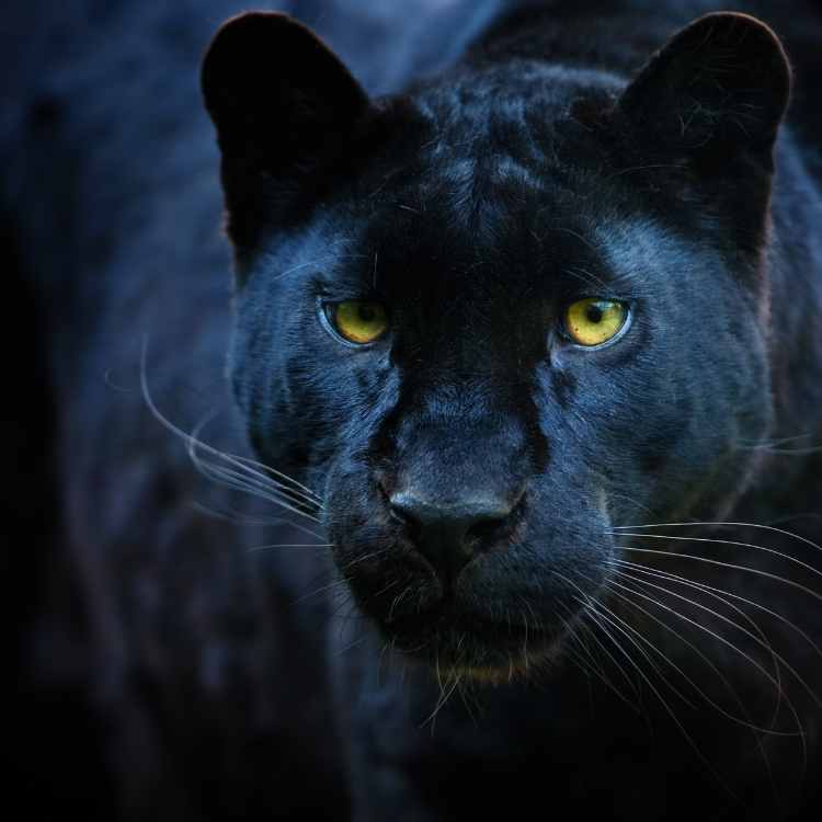 Panther spiritual meaning