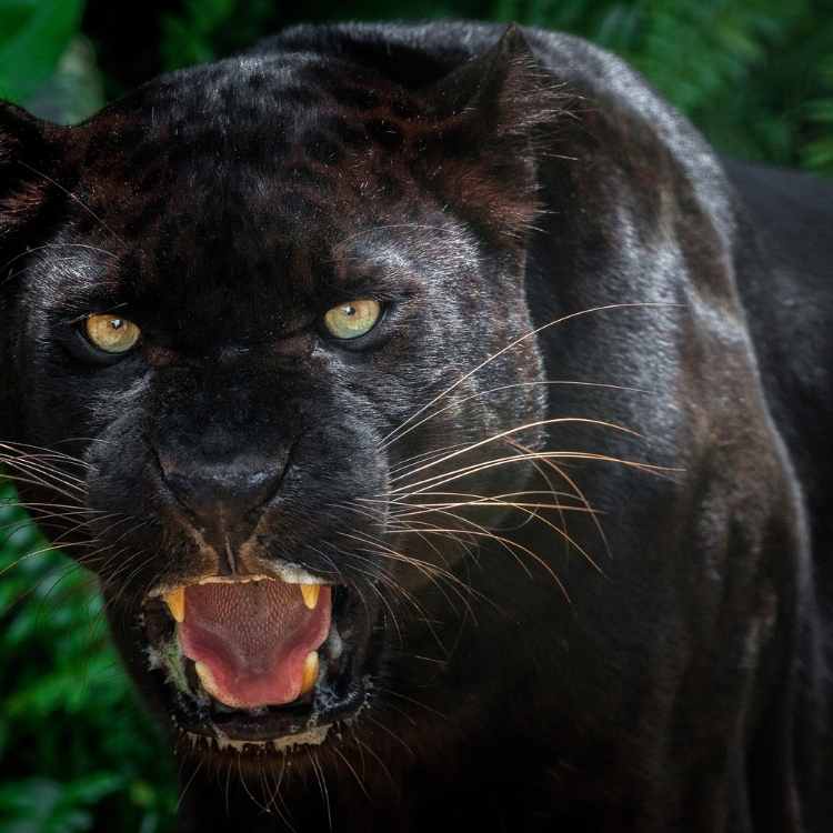 Panther spiritual meaning 2
