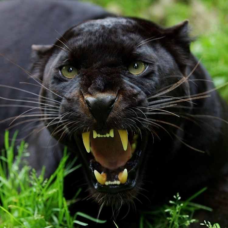 Panther totem animal