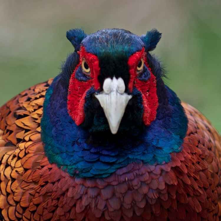 Pheasant