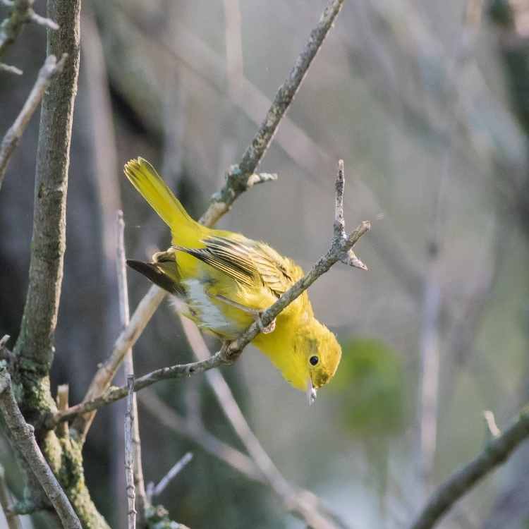 Pine Warbler