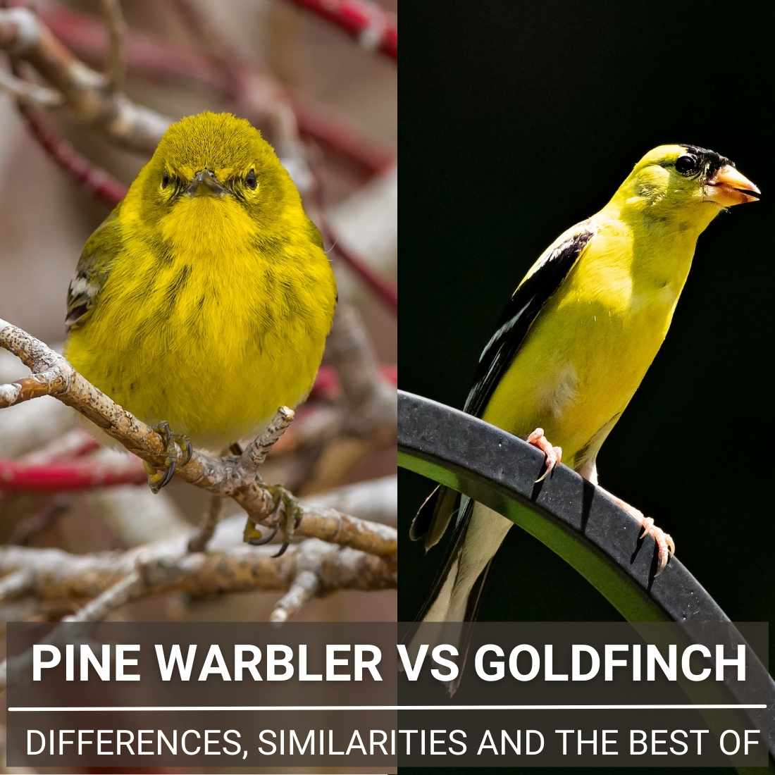 Pine Warbler Vs Goldfinch