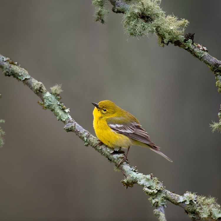 Pine Warbler Pine Warbler vs Goldfinch - Differences And Similarities