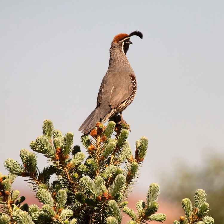 Quail Quail vs Pheasant - The Differences And Similarities