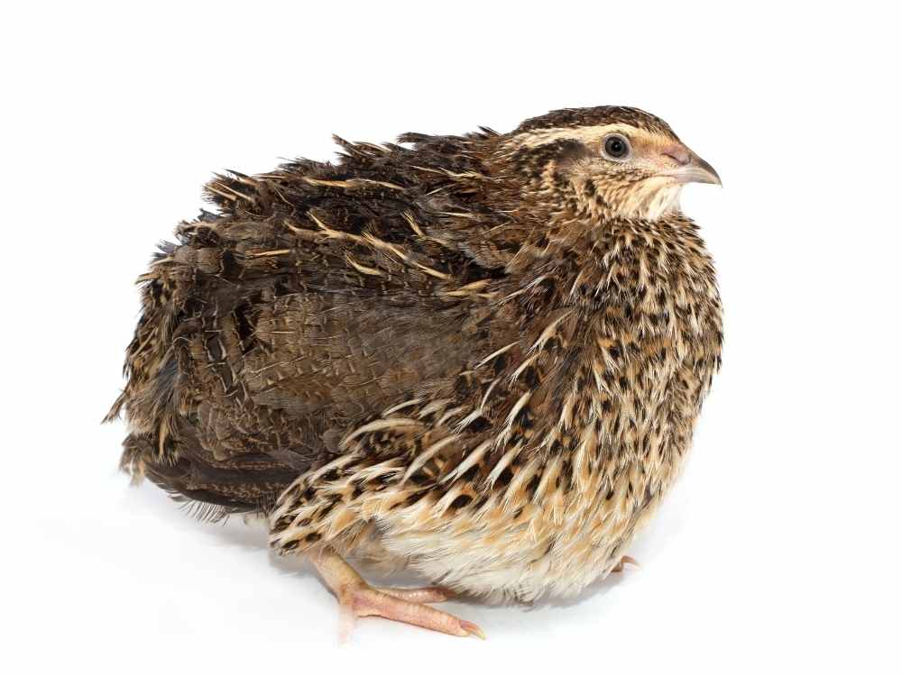 quail